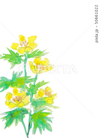 シナノキンバイ 50661022