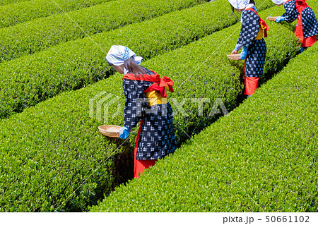 静岡県富士市 大淵笹場の茶畑 静岡県富士市 大淵笹場の茶畑 50661102