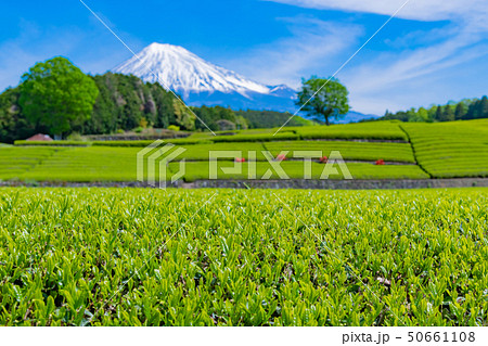 静岡県富士市　大淵笹場の茶畑 50661108