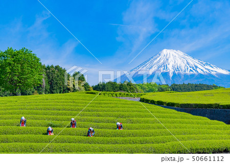 静岡県富士市 大淵笹場の茶畑 静岡県富士市 大淵笹場の茶畑 50661112
