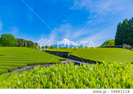 静岡県富士市 大淵笹場の茶畑 静岡県富士市 大淵笹場の茶畑 50661118