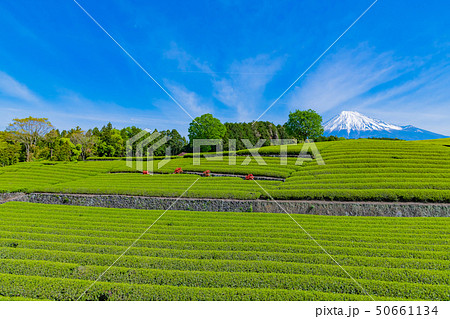 静岡県富士市　大淵笹場の茶畑 50661134