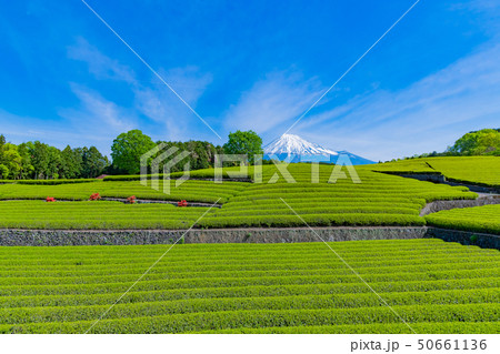 静岡県富士市 大淵笹場の茶畑 静岡県富士市 大淵笹場の茶畑 50661136