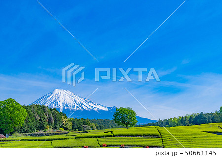 静岡県富士市　大淵笹場の茶畑 50661145