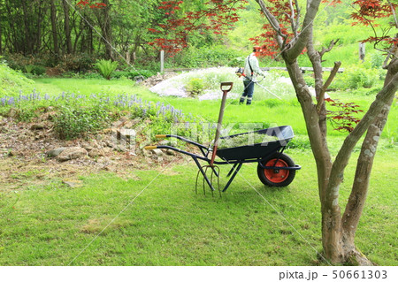 手造り芝生の庭、手入れ、新緑 50661303