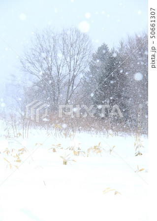北海道の雪景色、しんしんと降るぼたん雪、田舎の雪景色 50661307
