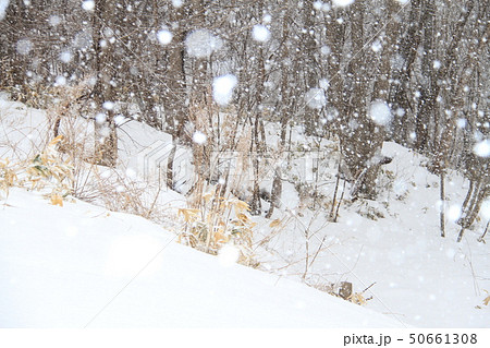 北海道の雪景色、しんしんと降るぼたん雪、田舎の雪景色の写真素材 [50661308] - PIXTA