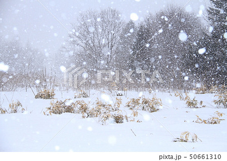 北海道の雪景色、しんしんと降るぼたん雪、田舎の雪景色の写真素材 [50661310] - PIXTA