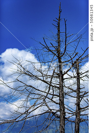 枯れ木と青空 50661345