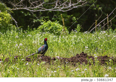 キジのオス 50661347