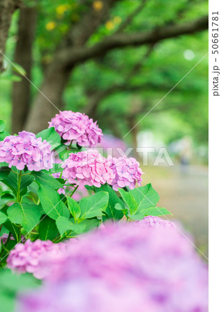 紫陽花の花　紫色 50661781