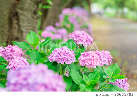 紫陽花の花　紫色 50661782