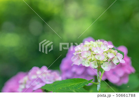 紫陽花の花　紫色 50661788