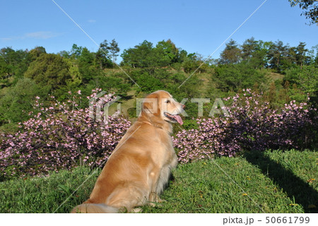 八重桜とゴールデン 八重桜とゴールデン 50661799