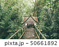 Arbor in the jungle forest 50661892