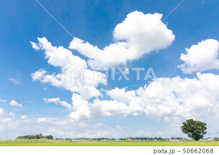 見沼田んぼ　夏空と一本木　夏 50662068