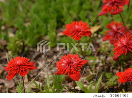 アネモネ コロナリアの写真素材