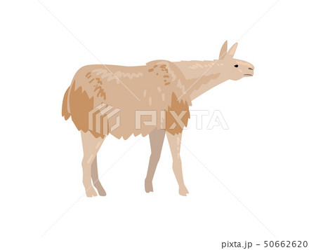 Cute Fluffy Llama or Alpaca Animal Vector Illustration Cute Fluffy Llama or Alpaca Animal Vector Illustration 50662620