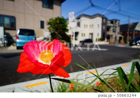 アイスランドポピー 50663244