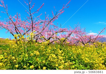 モモの花　果樹園 50663661