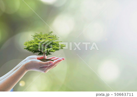 Growing tree to save ecological sustainability Growing tree to save ecological sustainability 50663711