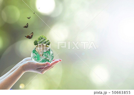 Planting green globe and arbor tree on volunteer Planting green globe and arbor tree on volunteer 50663855