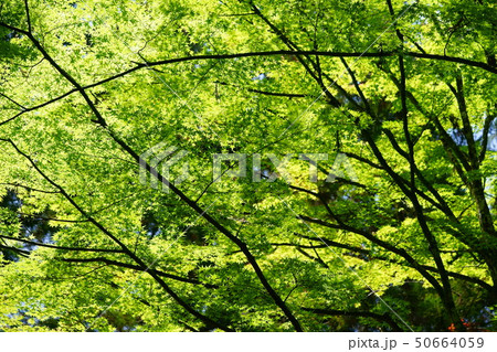 奈良・霊山寺の新緑12 奈良・霊山寺の新緑12 50664059