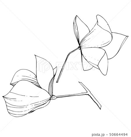 Vector Magnolia foral botanical flowers. Black and white engraved ink art. Isolated magnolia 50664494