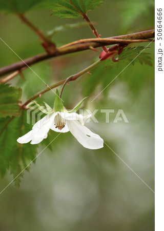 風景植物写真 癒し ポストカード 新緑 モミジイチゴの白い花 くまさんのおやつの木 森の木イチゴの写真素材