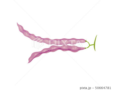 Two closed purple bean pods. Vector illustration on white background. Two closed purple bean pods. Vector illustration on white background. 50664781