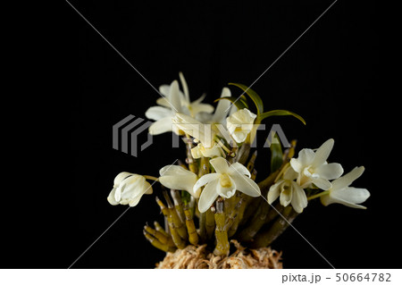 セッコク黄花 セッコク黄花 50664782