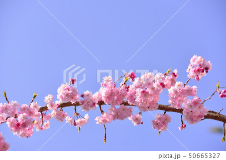 奥州市慶徳公園のシダレザクラ 50665327