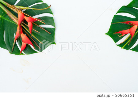 Tropical green leaves 50665351