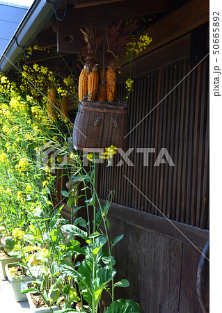 阿蘇　一の宮　水基巡りの町並み 50665892