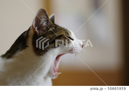 猫のあくび 猫のあくび 50665959