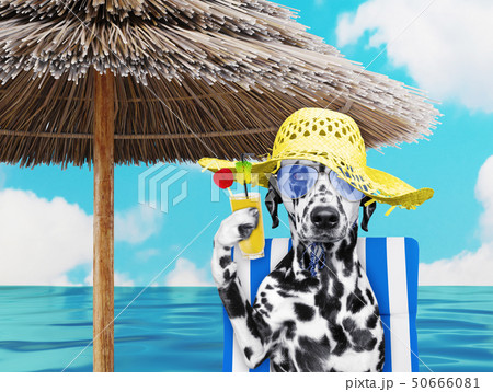 Cute dalmatian dog resting and relaxing on the beach chair under umbrella with juice at the beach Cute dalmatian dog resting and relaxing on the beach chair under umbrella with juice at the beach 50666081