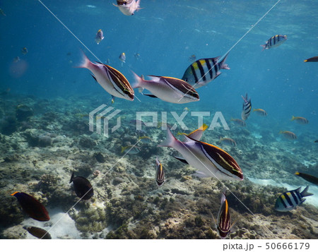 魚 魚 50666179