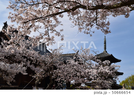 【中国三十三観音霊場】第二番 餘慶寺境内と満開のソメイヨシノの花 岡山県瀬戸内市 【中国三十三観音霊場】第二番 餘慶寺境内と満開のソメイヨシノの花 岡山県瀬戸内市 50666654