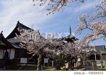 【中国三十三観音霊場】第二番　ソメイヨシノの花盛りの餘慶寺境内　岡山県瀬戸内市 50666655