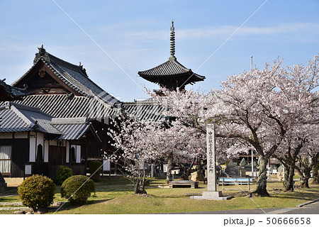 【中国三十三観音霊場】第二番　餘慶寺の春　桜の花咲く境内　岡山県瀬戸内市　 50666658
