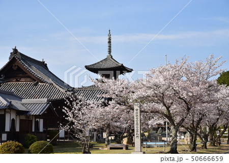 【中国三十三観音霊場】第二番 ソメイヨシノ咲く春の餘慶寺境内 岡山県瀬戸内市 【中国三十三観音霊場】第二番 ソメイヨシノ咲く春の餘慶寺境内 岡山県瀬戸内市 50666659
