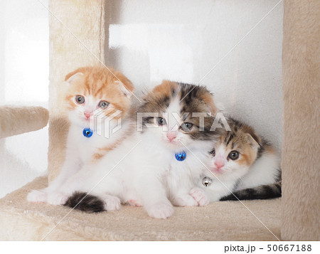 3匹のスコティッシュフォールドの子猫 3匹のスコティッシュフォールドの子猫 50667188