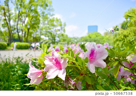 大阪城公園・ツツジ 50667538