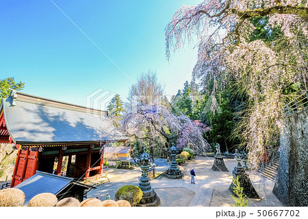 春の妙義神社総門 春の妙義神社総門 50667702