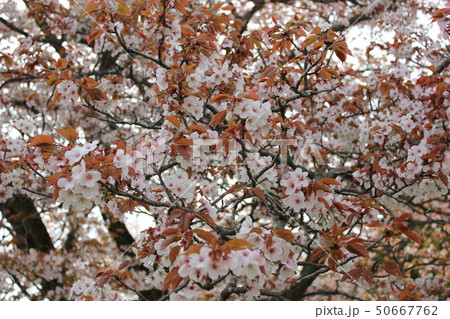 山桜 *** さくら サクラ SAKURA *** 山桜 *** さくら サクラ SAKURA *** 50667762