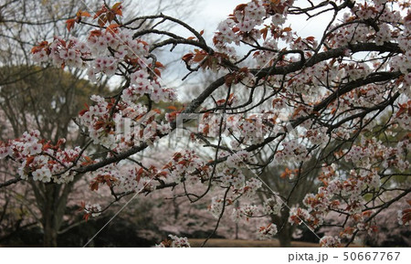 山桜 *** さくら サクラ SAKURA *** 山桜 *** さくら サクラ SAKURA *** 50667767