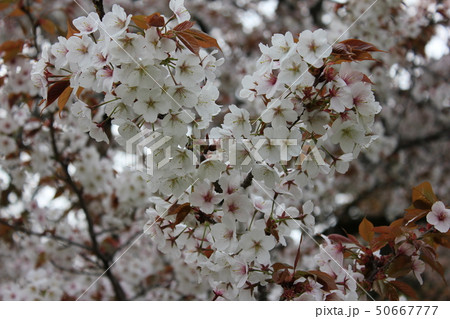 山桜 *** さくら サクラ SAKURA *** 山桜 *** さくら サクラ SAKURA *** 50667777