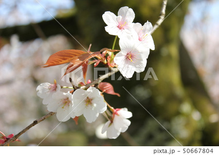 山桜 *** さくら サクラ SAKURA *** 山桜 *** さくら サクラ SAKURA *** 50667804