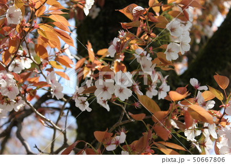 山桜 *** さくら サクラ SAKURA *** 山桜 *** さくら サクラ SAKURA *** 50667806