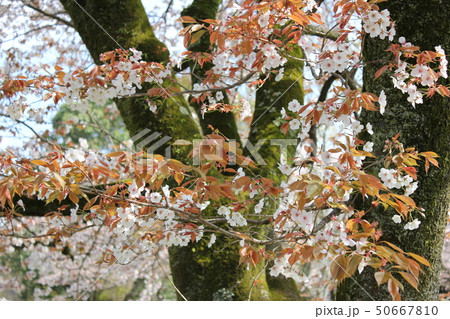 山桜 *** さくら サクラ SAKURA *** 山桜 *** さくら サクラ SAKURA *** 50667810